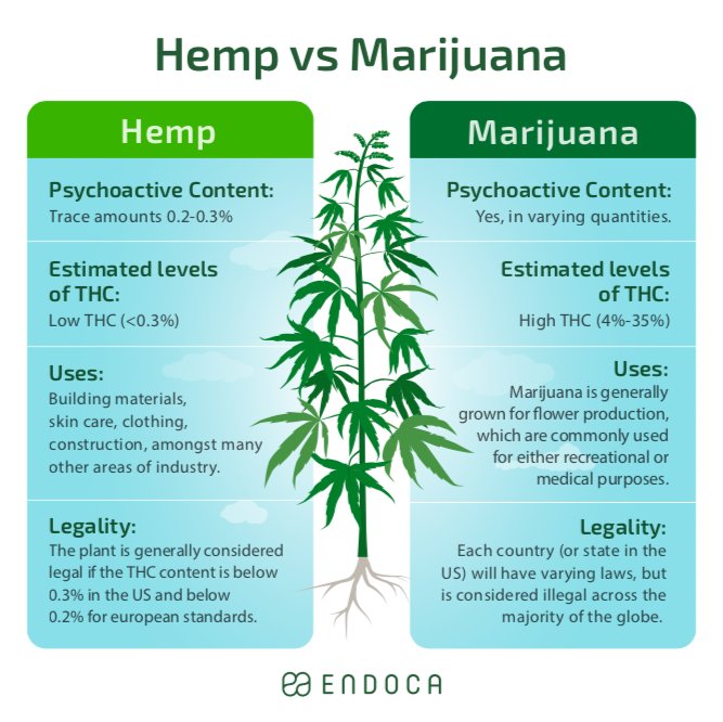 EndocaCBDOil's tweet photo. Have you ever wondered what the difference is between #hemp and #marijuana? 🤔 https://t.co/TEiX7B3eYy