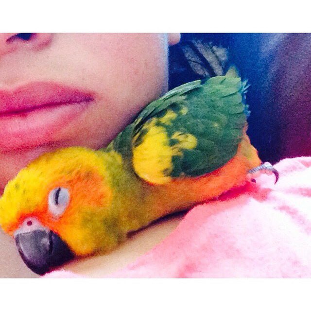 danielasilvaa11's tweet photo. - because mango continues to bring joy and happiness to my life. 🐥♥️ #NationalBirdDay https://t.co/9Ickp234dX