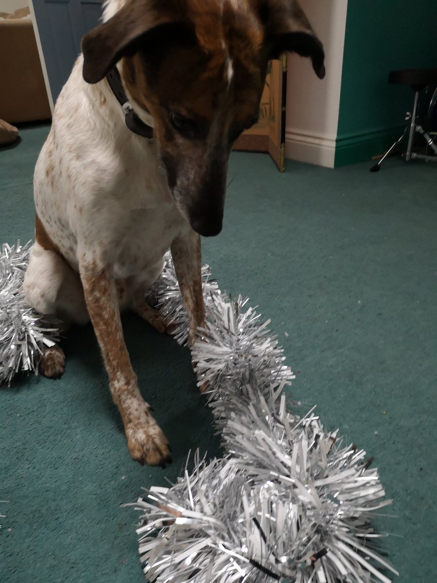CaspertheDog6's tweet photo. So sad the Christmas decorations have come down but I don't really understand why you'd want tinsel in the first place... https://t.co/H0yQXhuX7o