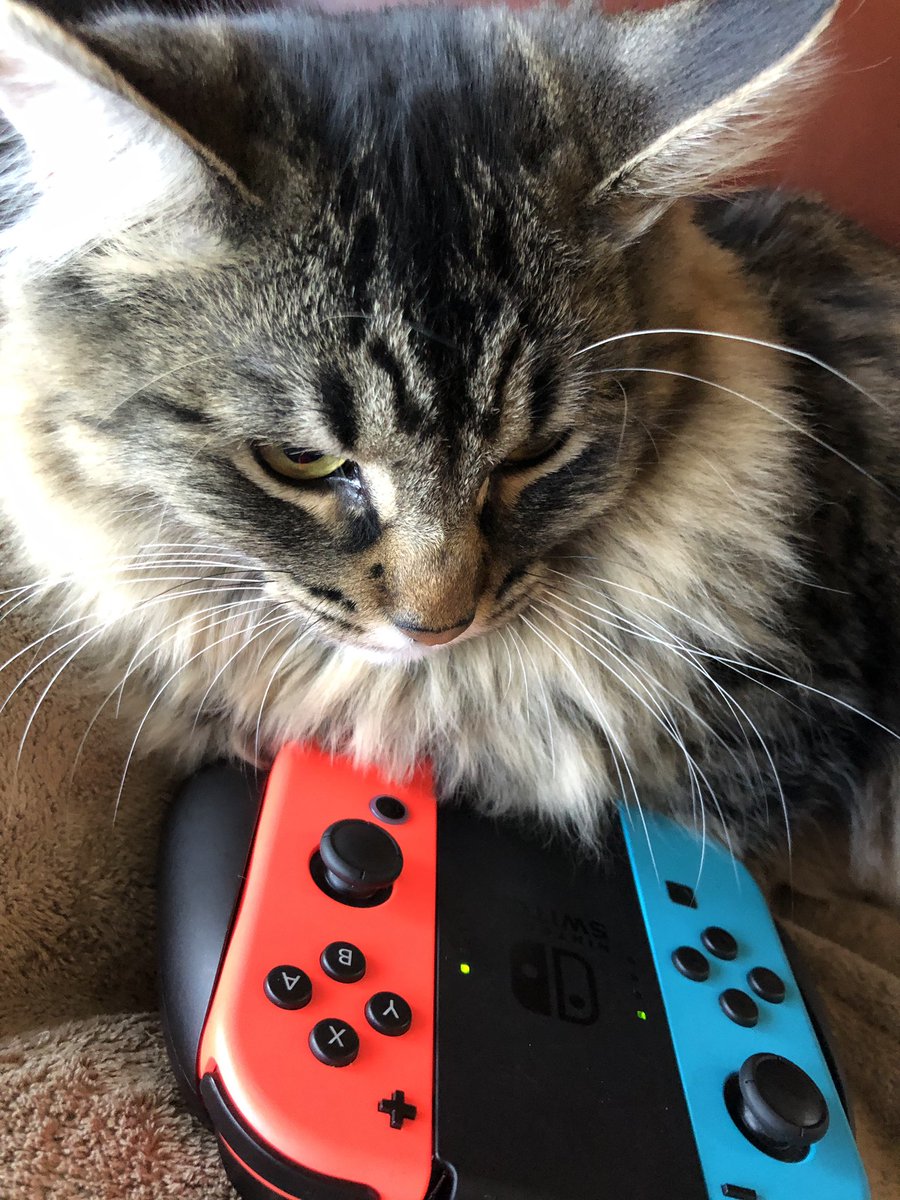 Bellatrix_Luna1's tweet photo. Let’s get some kills! Because if I don’t Luna will be disappointed🙀
#CatsOfTwitter #catsplayingfortnite #fortnite #catsofinstagram #bellatrix_luna1 https://t.co/0kGyfmK4tj