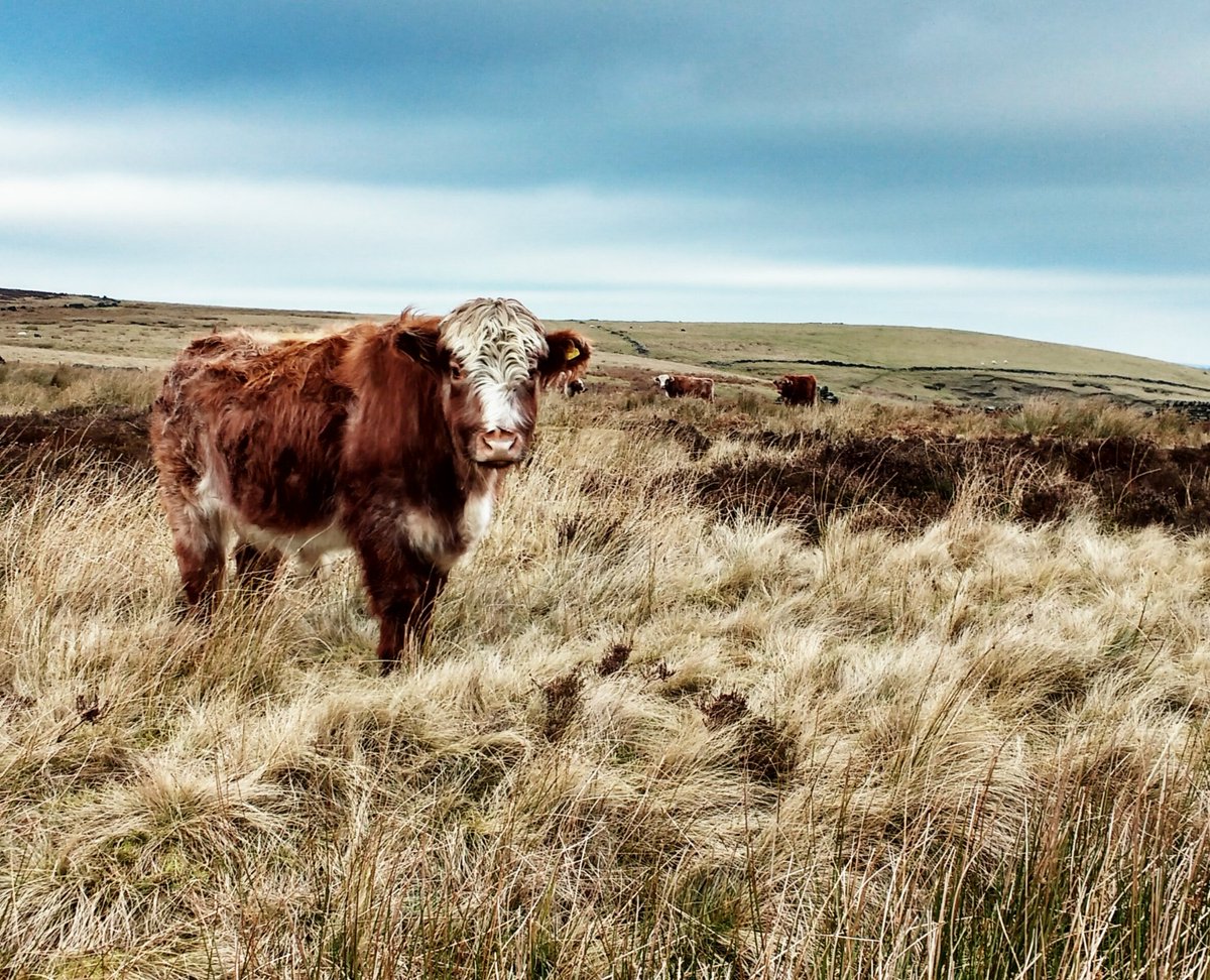Aimhigh09's tweet photo. Cattle keeping an eye on us on Totley Moss today. #Totey #Sheffield #outdoorcity https://t.co/9ERS7L3vc8