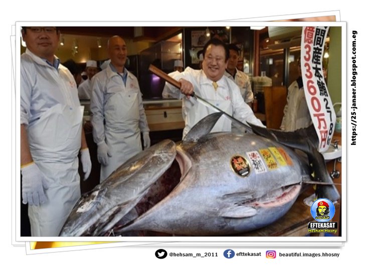 اغلى سمكه فى العالم.. سمكة تونة تباع بأكثر من 3 ملايين دولار في طوكيو