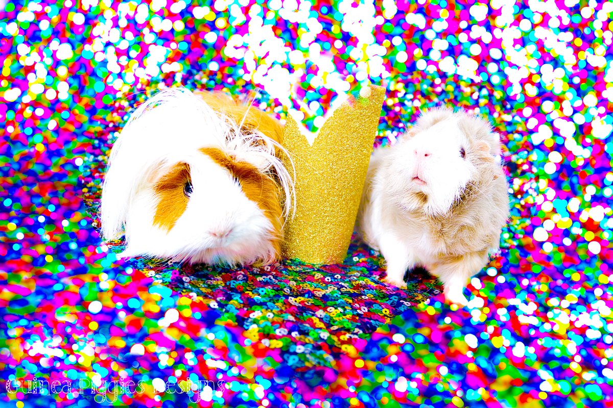 PiggiesDesigns's tweet photo. Spread the love... <3 #guineapig #guineapigs #cavy #cavys #cavylove https://t.co/rTugYm9PPl