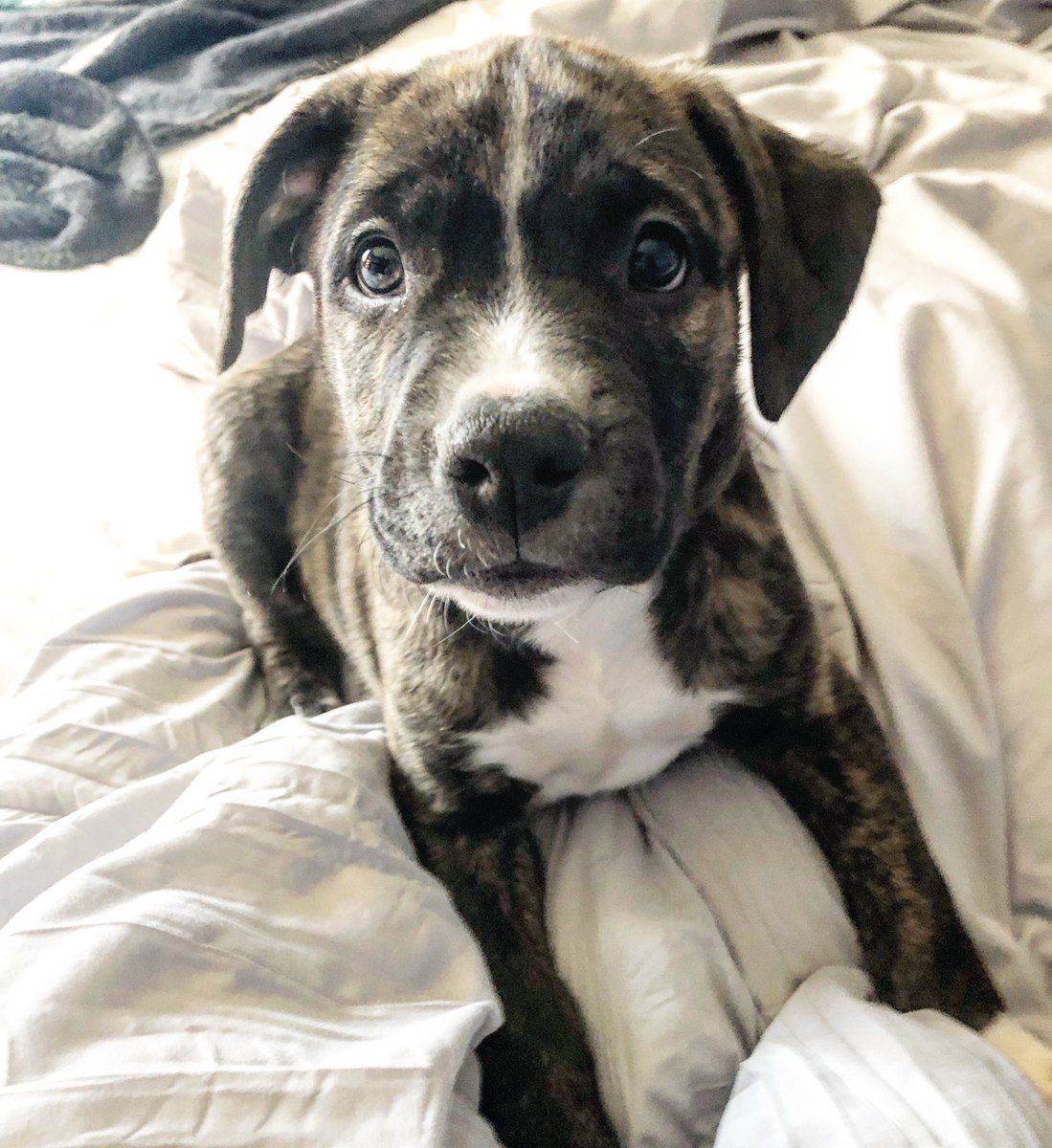 This pup is ready to go to some amazing CO breweries 🍻#grindecobrewerytour