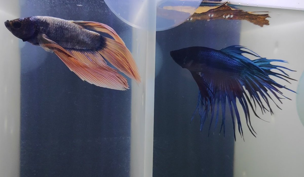 BettaVlc's tweet photo. Tan diferentes pero iguales! ❤️#mybettas #Betta #bettafish #bettababy #bettavlc #bettalove #bettalive #bettapasion #bettahobby #bettalover #bettablue #bettasuperdelta #bettacolacorona https://t.co/Z6fpkldQty