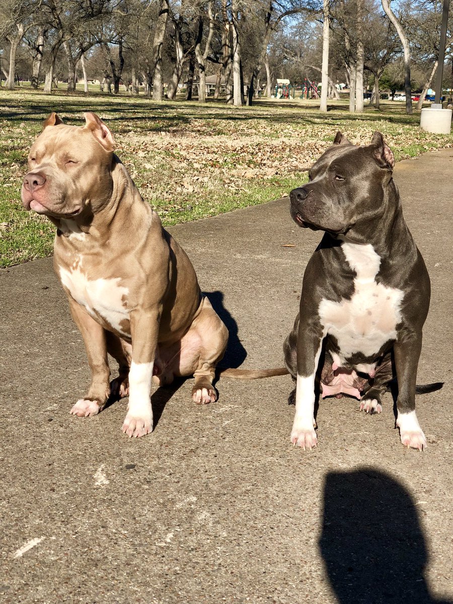 edaltx's tweet image. My boy Ghost (6 months)and his mom Smokie...