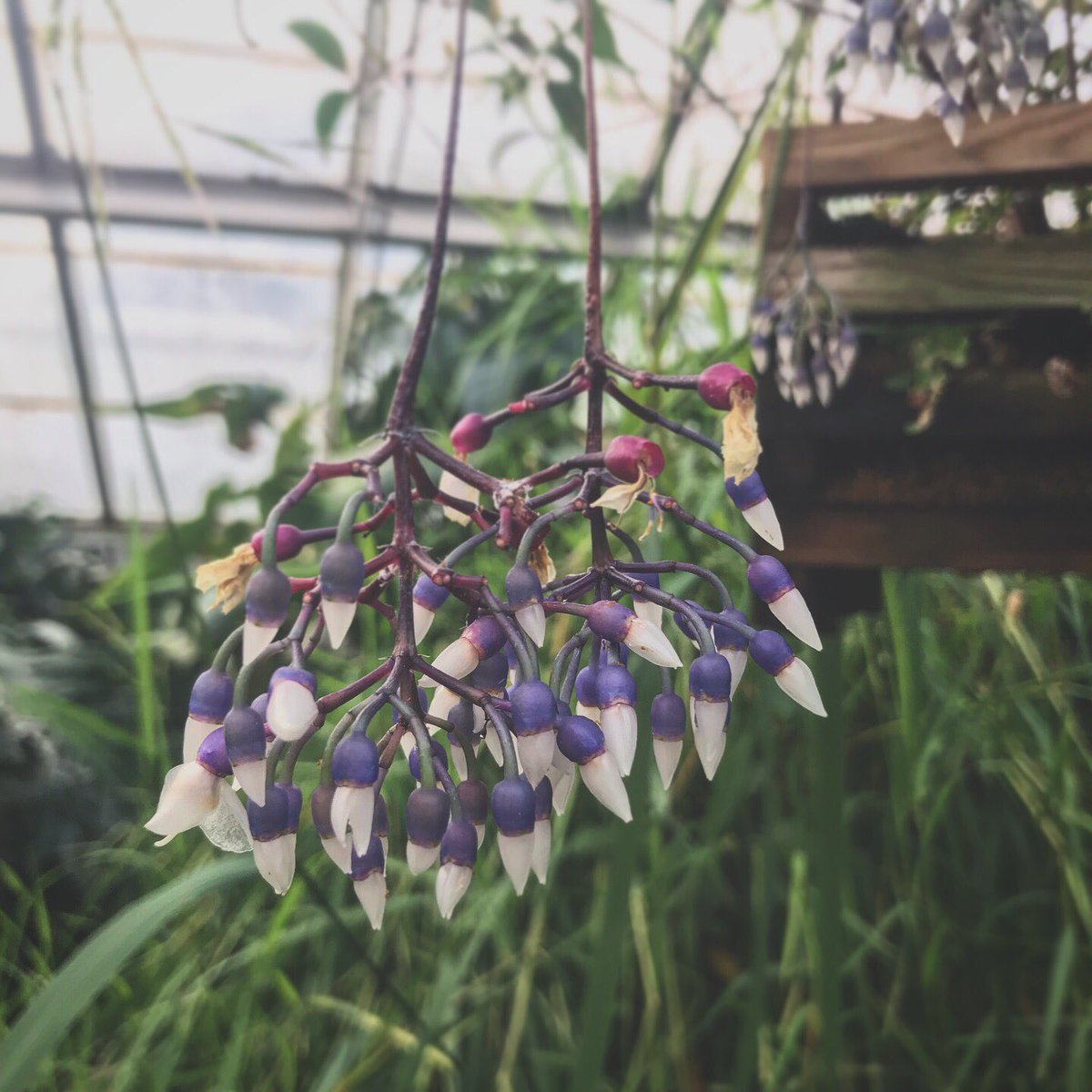 JackLindfield's tweet photo. @CUBotanicGarden https://t.co/Rm1T4iwXXq
