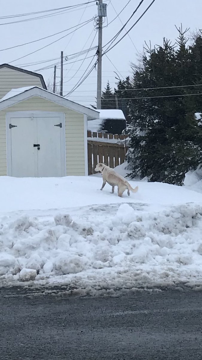 Tobin709's tweet photo. @Mount_Pearl lost dog seen on end of Smallwood drive. Heading towards Dominion/Walmart. Please share https://t.co/cbcmAGWyfC