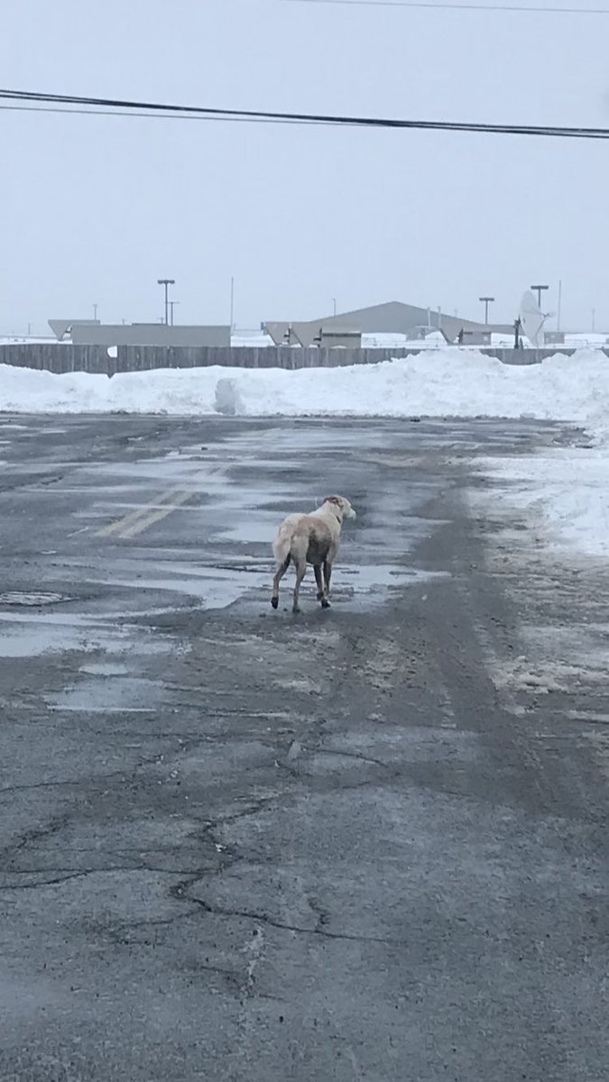 Tobin709's tweet photo. @Mount_Pearl lost dog seen on end of Smallwood drive. Heading towards Dominion/Walmart. Please share https://t.co/cbcmAGWyfC