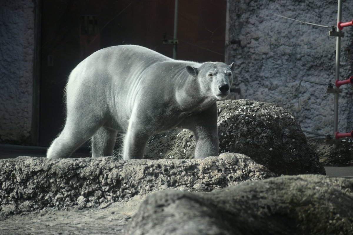 134 در توییتر 12 11 とくしま動物園 ホッキョクグマ シロクマじゃなくてクロクマだこれ いや そもそもホッキョクグマの毛は白じゃなくて透明だし皮膚の色は黒なのだが