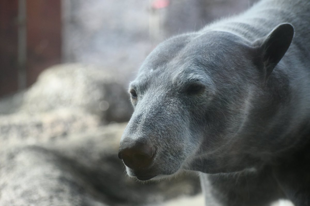 134 12 11 とくしま動物園 ホッキョクグマ シロクマじゃなくてクロクマだこれ いや そもそもホッキョクグマの毛は白じゃなくて透明だし皮膚の色は黒なのだが