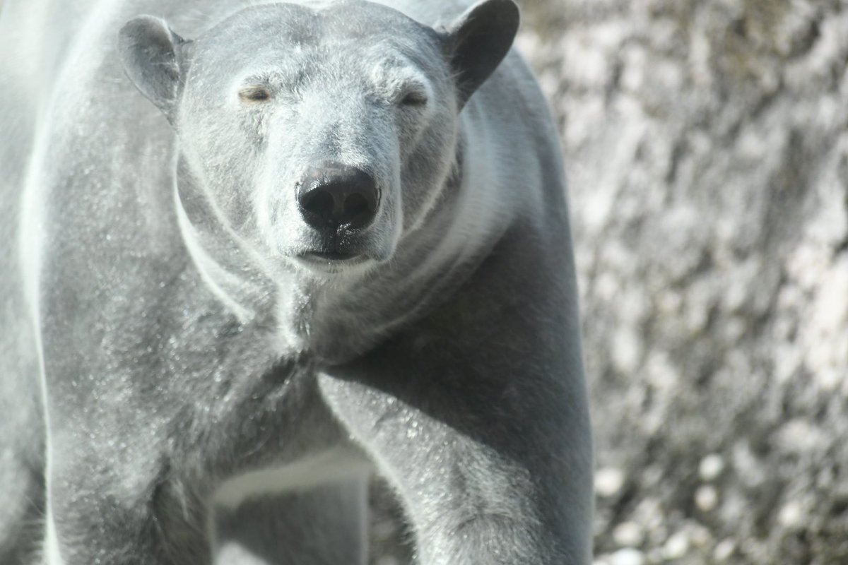 134 12 11 とくしま動物園 ホッキョクグマ シロクマじゃなくてクロクマだこれ いや そもそもホッキョクグマの毛は白じゃなくて透明だし皮膚の色は黒なのだが