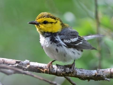 ComalCCAlliance's tweet image. Happy #NationalBirdDay !
The Golden-cheeked Warbler is the only bird species whose population nests entirely in the state of Texas. They are usually found in the rocky cliffs of #Texas Hill Country.

#LandWaterWildlife @TXTweetz @USGS_Texas @MrHillCountry @NBParksnRec