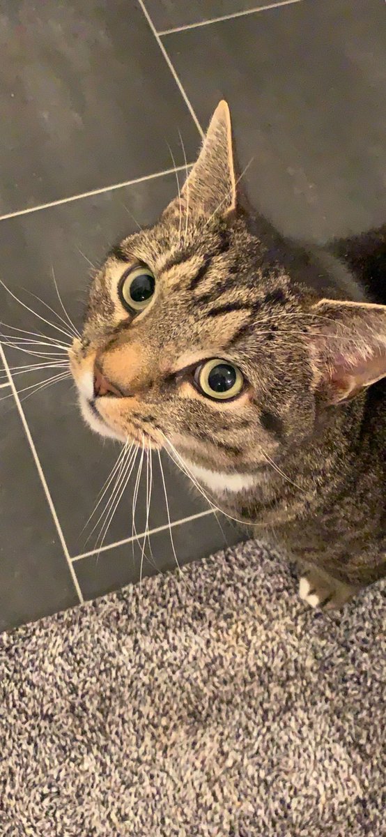 DP9115's tweet photo. If anyone has seen my cat Sidney near Station Road, Jubilee Road, Middle Road, Penny Lane area of Kingswood give me a shout. Please ask people you know who live around the area to keep a eye out and check garages/sheds etc  thanks 👍 https://t.co/HOVZkjeJd8