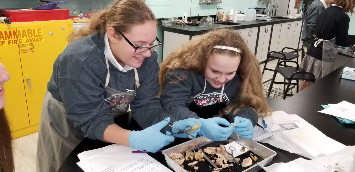 ann_czeponis's tweet photo. My Super STEMy 7s dissect chicken legs to understand cell division and differentiation. @STEMatND #OLOLSTEM #STEMforPAStudents https://t.co/BwGadIZgZg