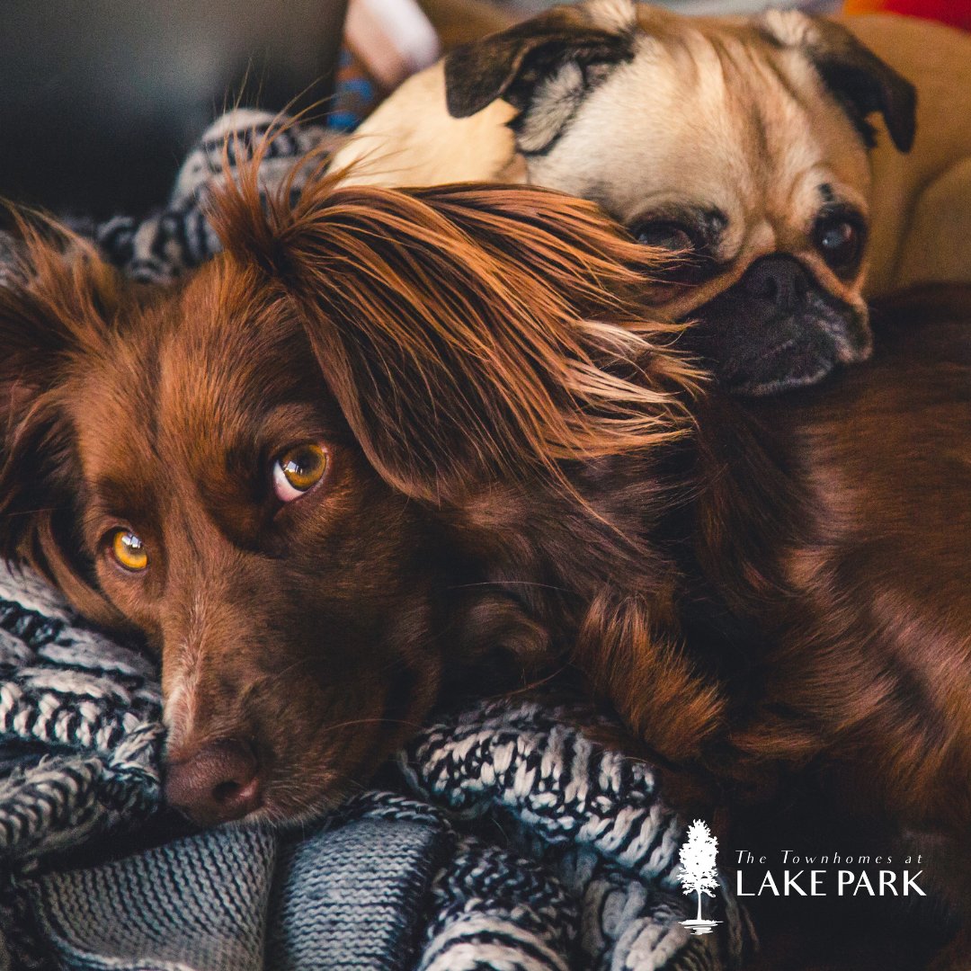 Furbaby.
Wingwoman.
Workout buddy.
Pal.

Whatever you call your pets, they're welcome at The Townhomes at Lake Park!