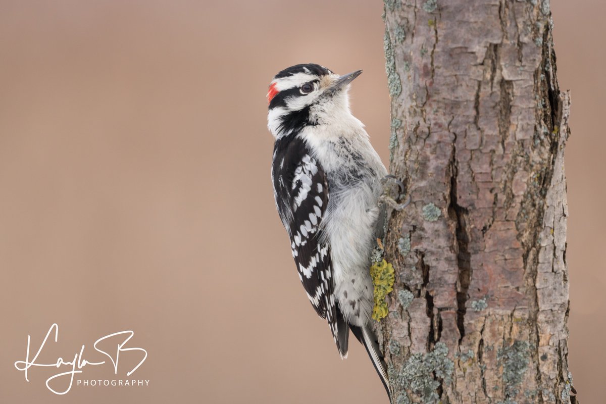 It's #NationalBirdDay  today! And so...here are 4 of my favourite photos of some of my favourite treeclimbers! #nuthatches #browncreeper #downywoodpecker #birding #birdwatching #ontario #wildlife #photography