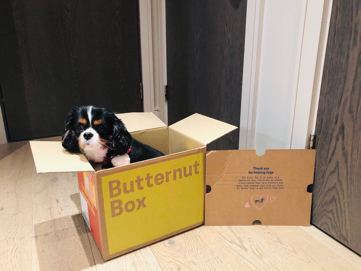 Phoenix LOVES his new #Butternut dog food!! We also LOVE the fact a homeless dog gets fed too from signing up! Fab idea ⁦@ButternutBox⁩ 👏🏻 #dietry #dogfood #HealthyFood #allergies #Cavaliers ⁦@healthycavalier⁩ #butternutter 🐾🐾❤️❤️❤️❤️