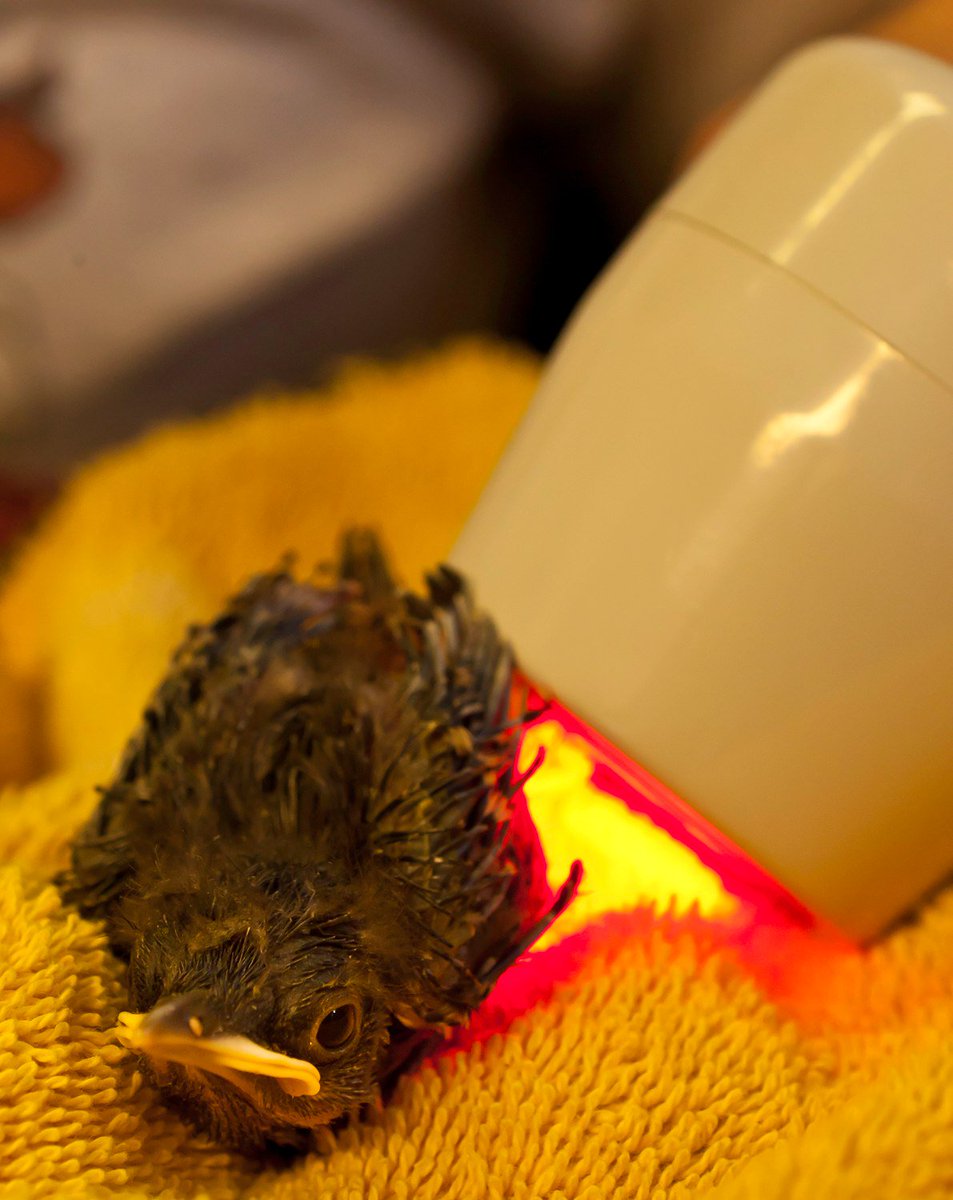 MultiRadiance's tweet photo. Our super pulsed lasers get fast pain relief and more complete healing with no risk of overheating tissue, even on the tiniest birds 🐦 #NationalBirdDay https://t.co/w9BGN2BhfW