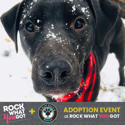 RWYGmn's tweet photo. Looking for a new addition to the family? Or just want to pet a pup? @ruffstartrescue will be hosting an animal adoption event at Rock What You Got on Saturday Jan. 25th! https://t.co/zsvB9B6GP5