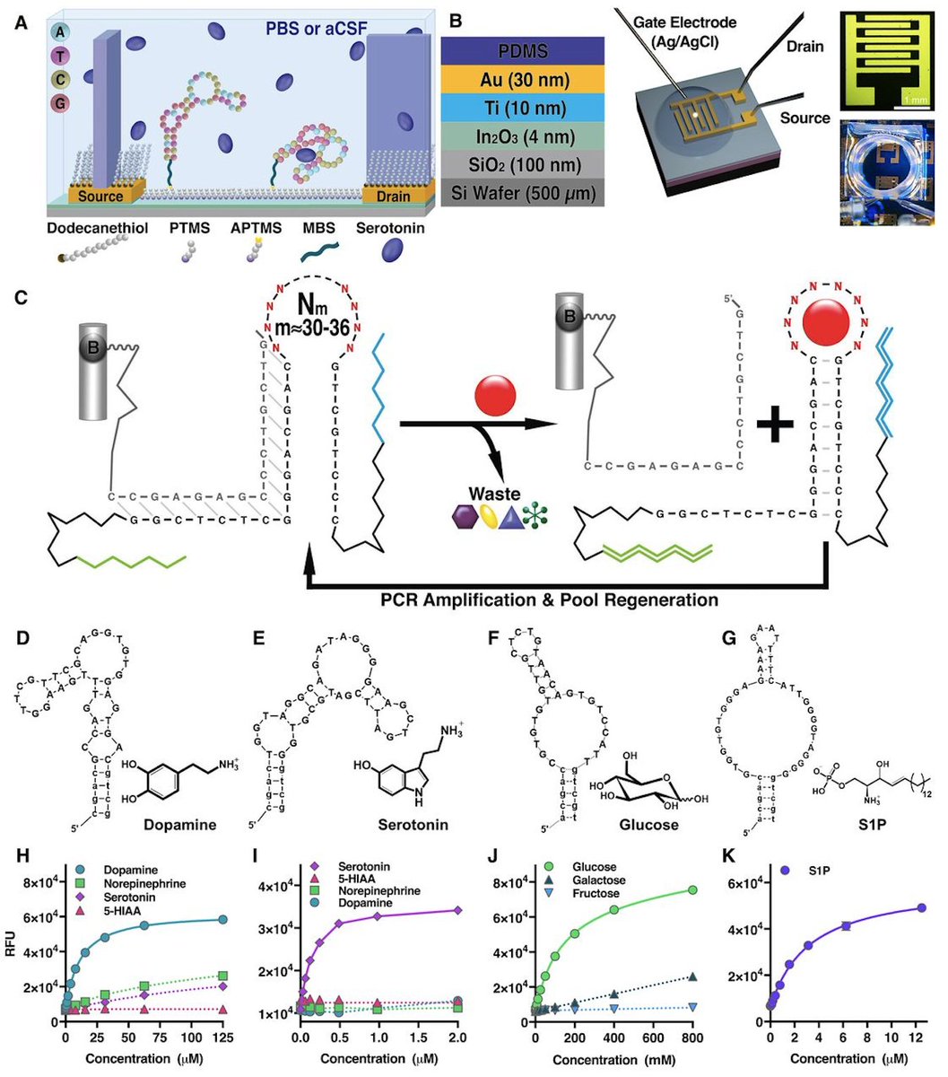 mmw_lmw's tweet photo. A new Generation of Highly Sensitive Small Molecule Sensors | #Field_Effect_Transistors bearing Ligand_Specific_Receptors | #Adaptive_DNA_Aptamers | Anne Andrews @UCLA @sciencemagazine https://t.co/EZKuOx6MGa | #2018_SeptReCap https://t.co/Sc4wzBfMCw