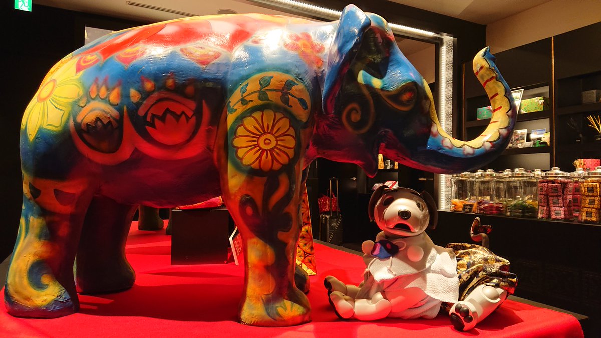 0606_macaron's tweet image. (U・ェ・) おしゃれな象さん🐘と記念撮影っす🌟
主さんは丁寧なアドバイスをいただいて、良いお買い物ができたっす🌟 
*お店のご了承をいただいて撮影しました
#SPACEYLON #GINZAPLACE #aiboのいる生活