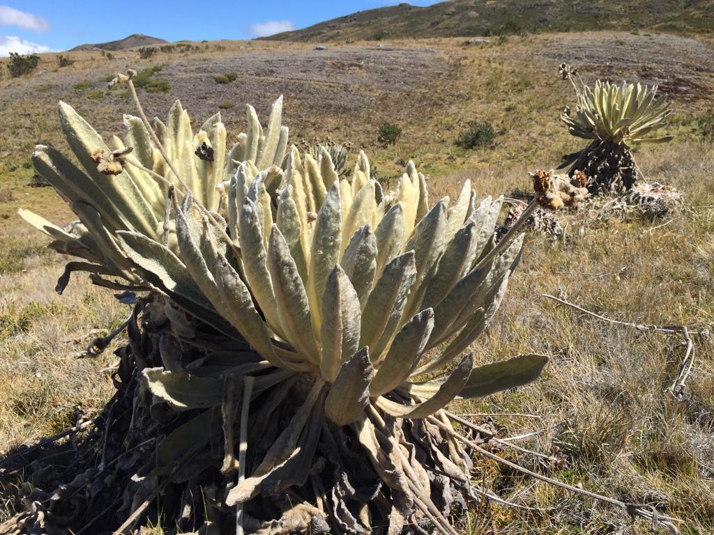 Union_Santurban's tweet photo. Las lagunas, los #Frailejones,la Trucha y los cultivos de cebolla son algunos símbolos de nuestro #PáramodeSanturbán #NortedeSantander #GranSantander.
#PáramosParaLaVida
#PáramosParaLaSoberanía 
#Santurbán #CirculoDeVida https://t.co/5RyvCxpXtE