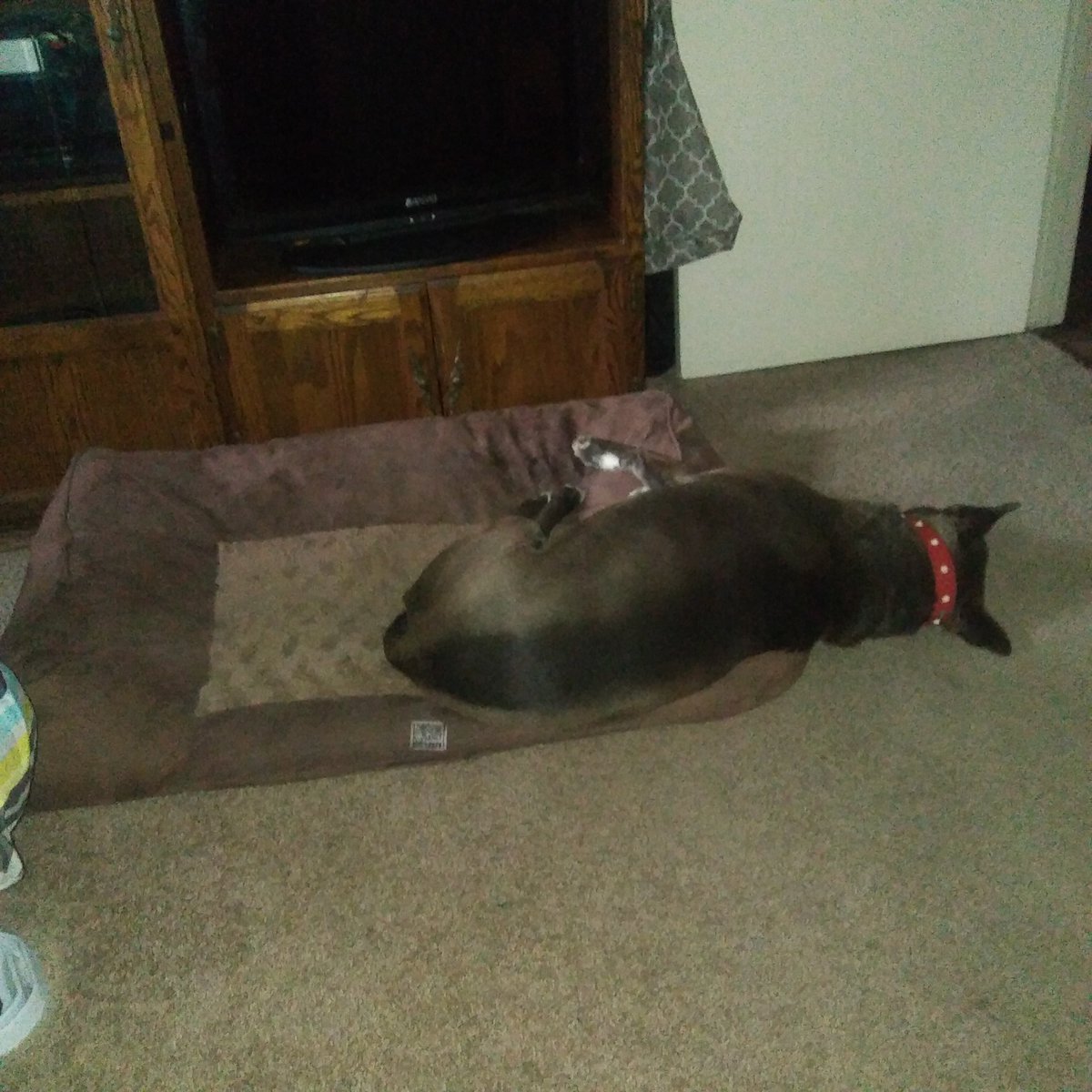 AlmostDragonfly's tweet image. I spent $40 on a big bed for him &amp;amp; this is how he sleeps! I think I may be giving him more "smart points" than he deserves! #NotVeryBright #WasteOfMoney #AmericanIndianDog #StuffMyDogDoes #IStillLoveHim