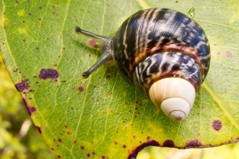 BiologistDan's tweet photo. This is what extinction looks like.
George, the last Hawaii land snail, Achatinella apexfulva, has died. There will never be another. Nevermore 
#Extinction is forever. https://t.co/31xmr82Kdl