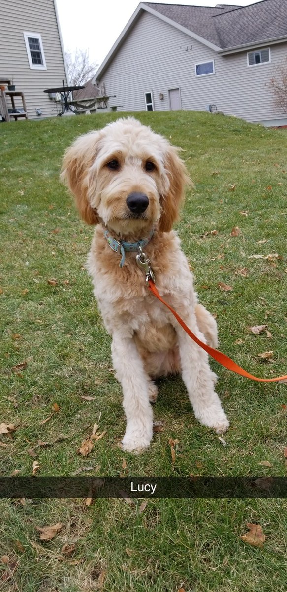 Petstoptpc's tweet photo. A few pictures of doggies that have been contained by our petstop containment systems over the few weeks https://t.co/iDvwRLR44d