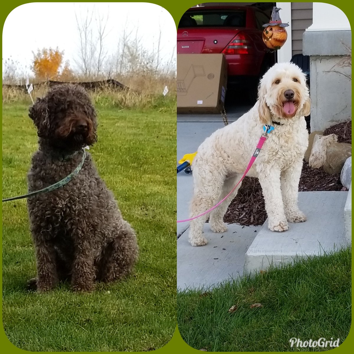 Petstoptpc's tweet photo. A few pictures of doggies that have been contained by our petstop containment systems over the few weeks https://t.co/iDvwRLR44d