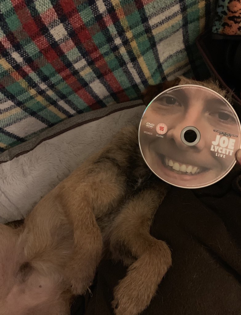 hayleybee84's tweet photo. Just watching @joelycett latest dvd, even the dogs having a time!! #joelycett #comedy #lad https://t.co/G9VMa1Tp1F