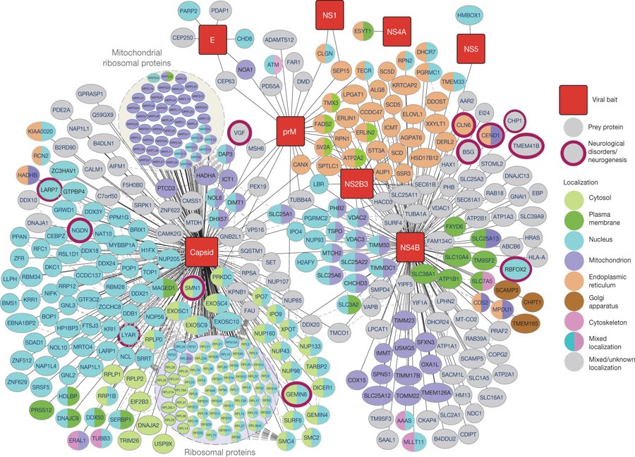 mmw_lmw's tweet photo. #Zika_Virus_Infection | An Integrated #Proteomics_Analysis of the cellular response to infection | #Host_Proteome_Interaction_Networks | Andreas Pichlmair @TU_Muenchen @Nature https://t.co/KI7WM2603D | #2018_SeptReCap https://t.co/XGdAxSWoCm