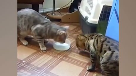 Cat vs lizard masjmzs.com//index/xvideo/…