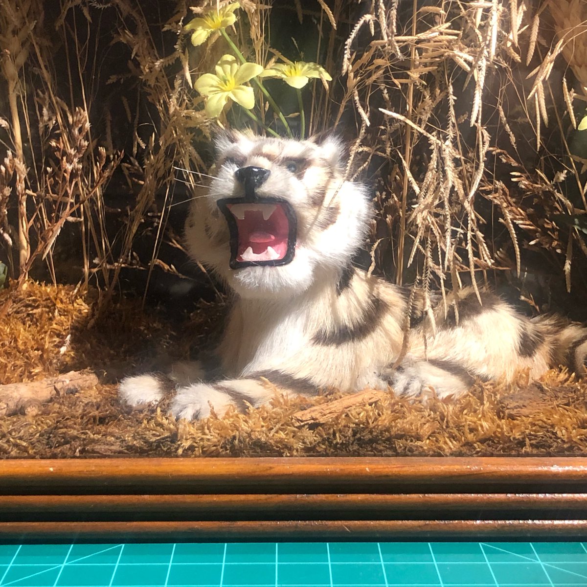 TIGRE tweet media