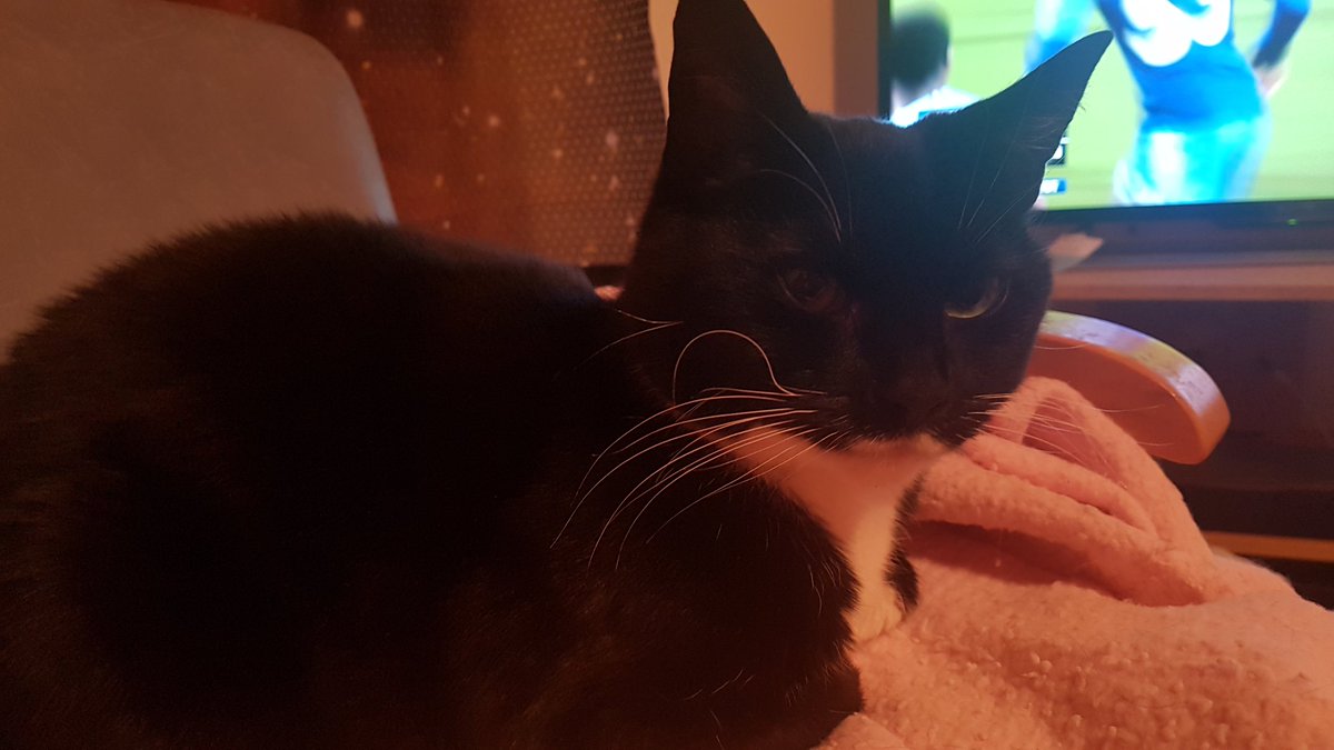 GoddessKlaus's tweet photo. Majestic AF. 
That is all. 
#Caturday #CatsOfTwitter #SaturdayMotivation #haveaniceweekend #HappyNewYear https://t.co/kypQJPWBIG