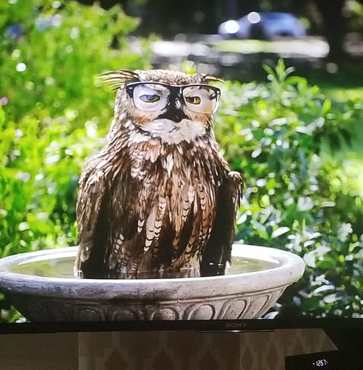 halrudnick's tweet photo. Shout out to this owl living his best life wearing glasses and luxuriating in a bird bath.
#owlnation #gahooligans #percivaltheowl #hoothoot https://t.co/9DBJyjrUkq