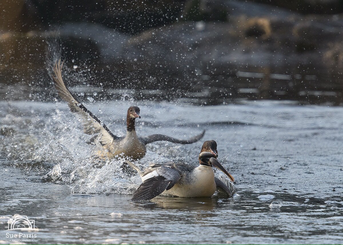 SueParris10's tweet photo. Goosander fishing for Lamprey on the River Ure, North Yorkshire #Birds #NorthYorkshire #Wildlife #photography #neverseenthisbefore https://t.co/PIDf7Sb4jM
