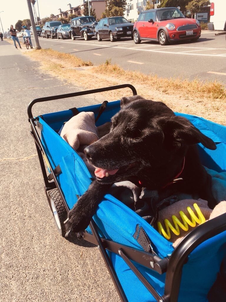 This is Colby. His legs don’t work as well as they used to, but he still loves his walks, so for his 17th birthday he got a wagon. 13/10 would pull anywhere #SeniorPupSaturday