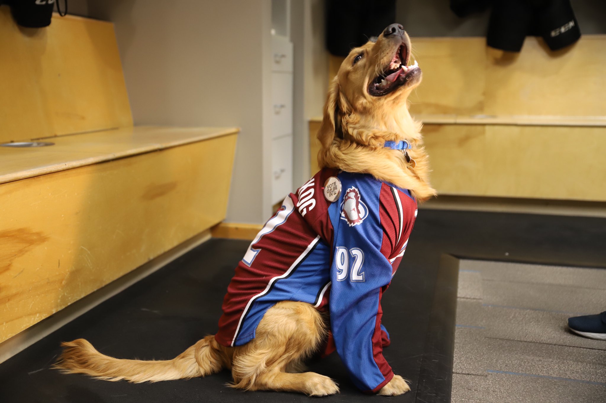 colorado avalanche dog jersey