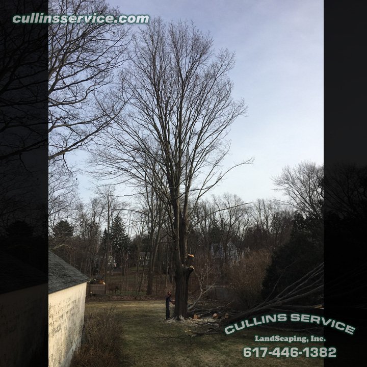 Culser1's tweet photo. #first #job of #2019 I believe my biggest takedown so far. Had to drop some large limbs before I could drop it. #best of all I didn't have to clean up my mess.

#tree #climbing #awesome #nice #likeaboss #business #photooftheday #entrepreneur #achieve #ready #yeah #fall #beastmode https://t.co/90bKZU1xVS