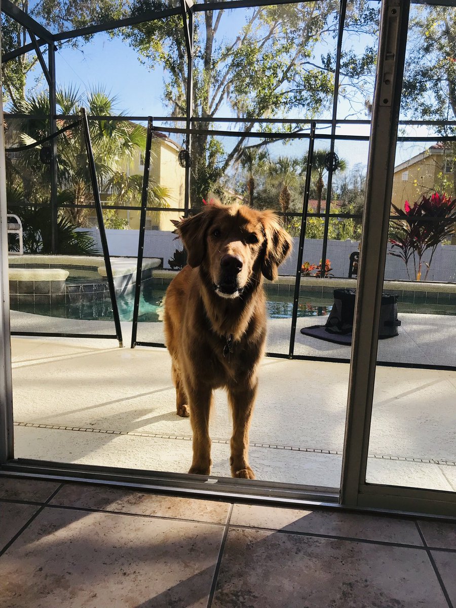 luckyruns's tweet photo. Jack’s thoughts 💭: “Human mom said “You’ve reached your destination.” I’m not sure what that means. I’m just happy to be out of the car.” 🐶🐾❤️ #newadventures #sunshineinthewinter #goldenretriever #mansbestfriend #retirementlifeisgood #liveoutloud https://t.co/Y2wm3OzDwc