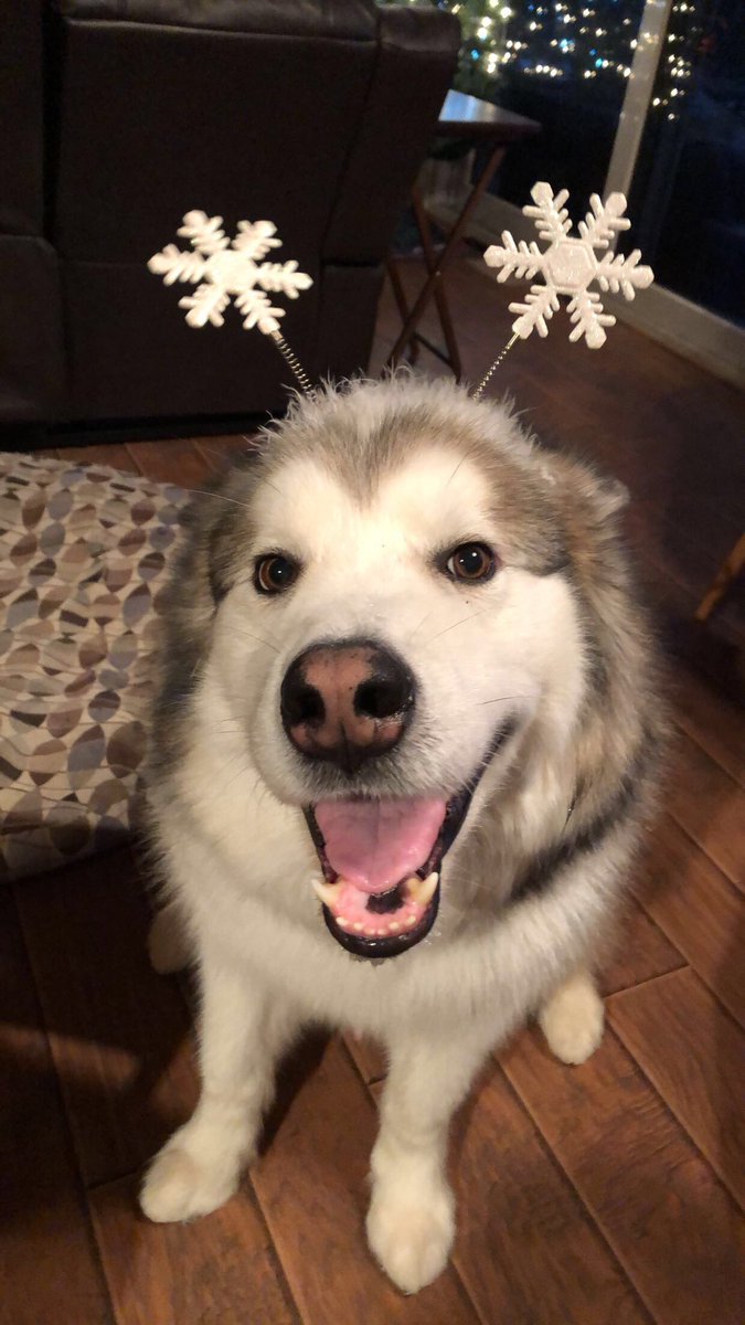 eva_kenyonn's tweet photo. I hope everyone enjoyed the holidays!! https://t.co/m0gM8B68Bz