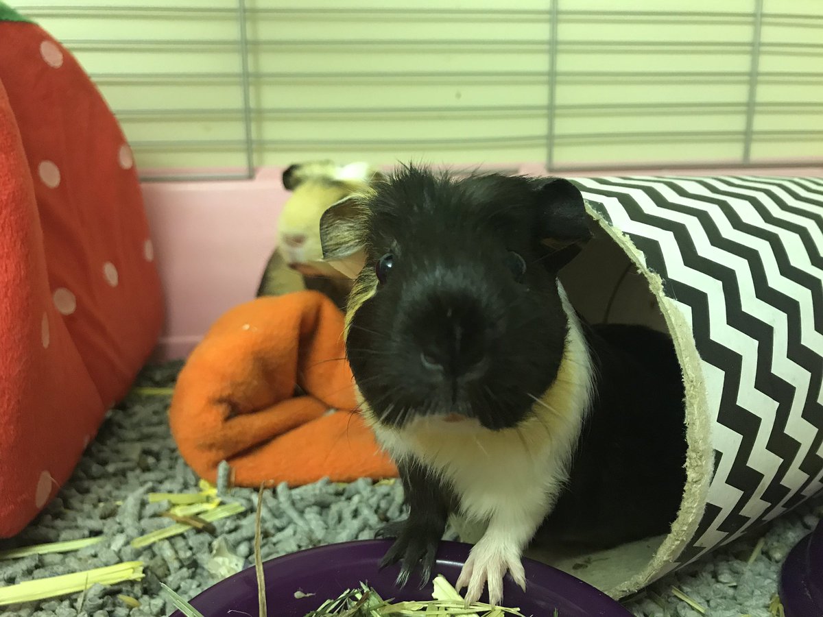 The baby piggies are 12 weeks old today! #guineapig #babyguineapig #babyguineapigs #guineapigs #cavy #babycavy #cavybabies