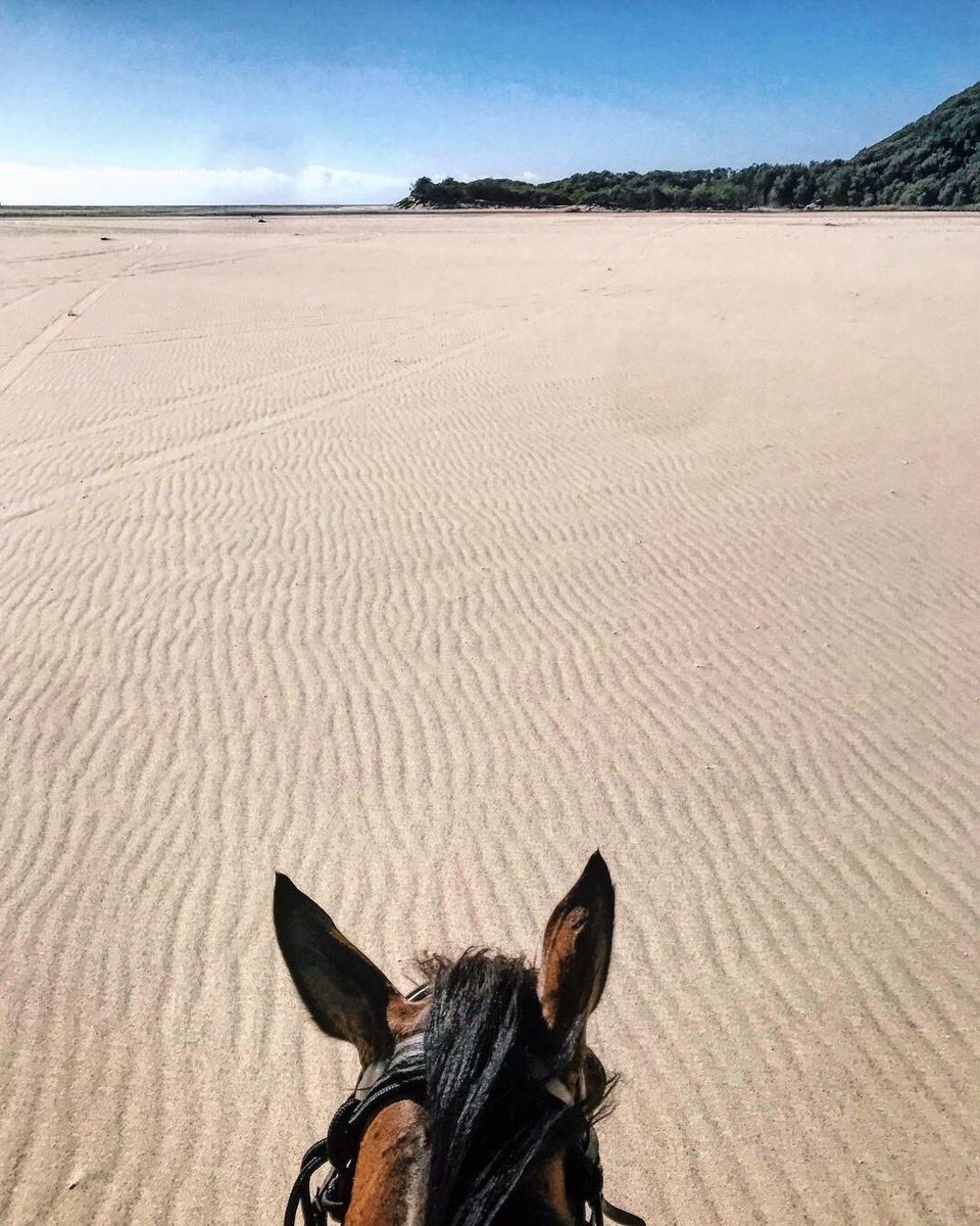 DaleDrinkwater's tweet photo. I rode my horse where @Braithwaite_D filmed โThe Horsesโ #DarylBraithwaite #TheHorses #SandbarBeach #SmithsLake #NSW https://t.co/jY0phP6zAf