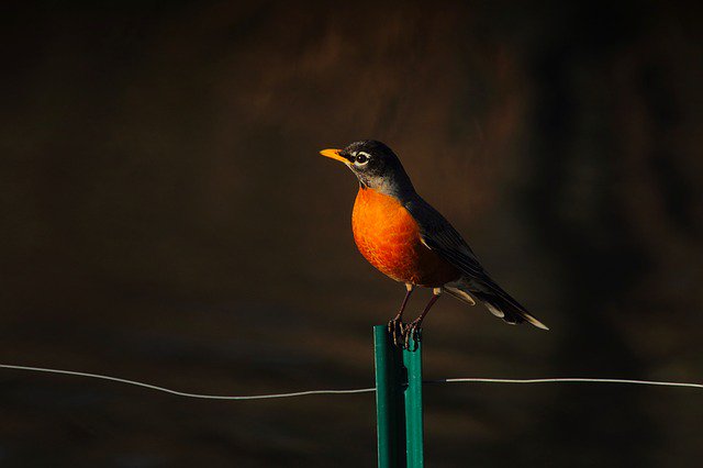 It's not just golf balls flying over Tetherow! It's #NationalBirdDay, and we're proud to be an @AudubonInternational Certified Signature Sanctuary course - 1 of only 87 worldwide. Read more: ow.ly/827850k6EXi