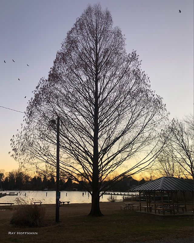 rayphoto21's tweet photo. Edgewater sunset on the Rhode River. #sunset #tree #rhoderiver #edgewatermd https://t.co/DiqRSueoKA https://t.co/jwUTqbEa0T