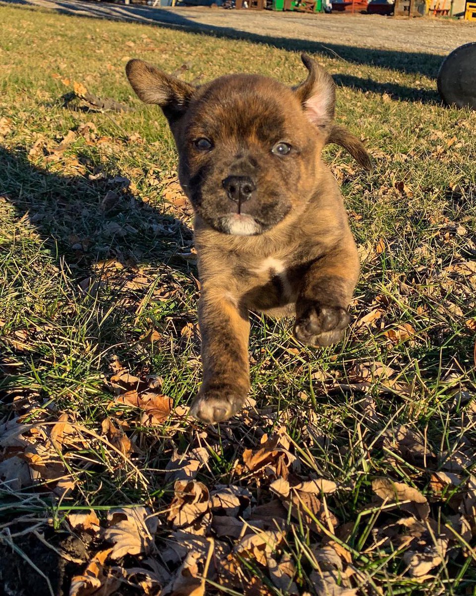 PbabyRich's tweet photo. It’s 2019, forget giving my attention to men #DogDad #PuppyPapi https://t.co/YQXnUXbyhE
