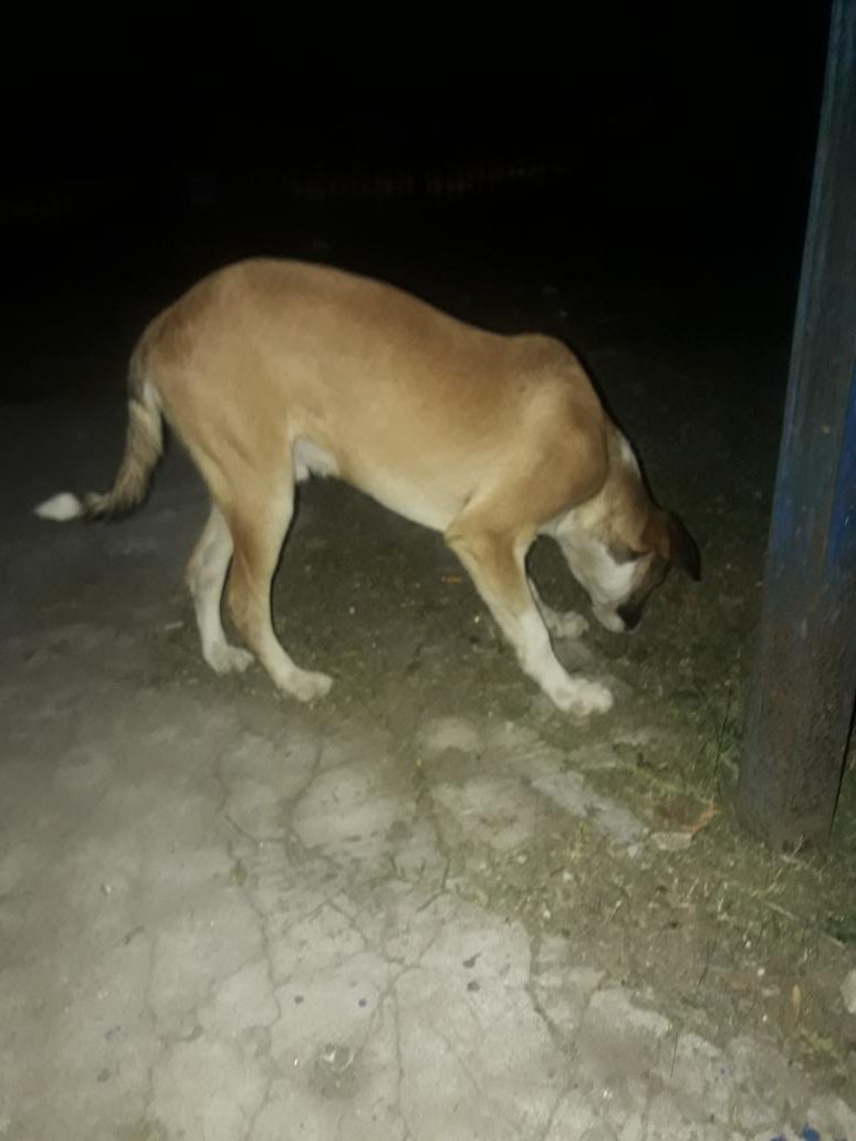 RuloDlgp's tweet photo. Hicimos un asado en casa y con mi viejo nos pusimos en pedo y adoptamos a un perrito. Bienvenido a la familia Milonga, estoy re feliz! https://t.co/J2Ow9ska7Z