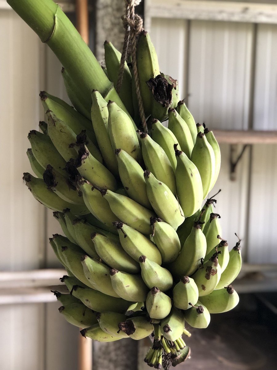 soiltosupper's tweet photo. #Homegrow #organic Bananas hanging in the shed to ripen.
Best to cut the bunch down when bananas are slightly rounded and starting to change colour...before the critters eat them! #growyourfood with #soiltosupper Find all the growing info at https://t.co/WOCdamxZrM https://t.co/9gqyWUOJP8